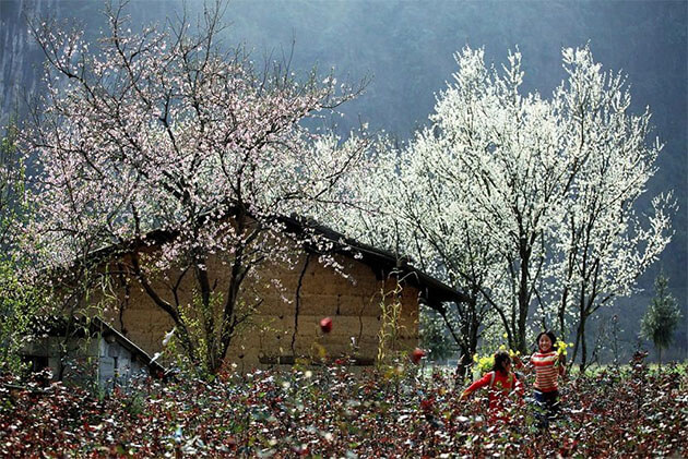 Ban Blossom in North Vietnam Tour