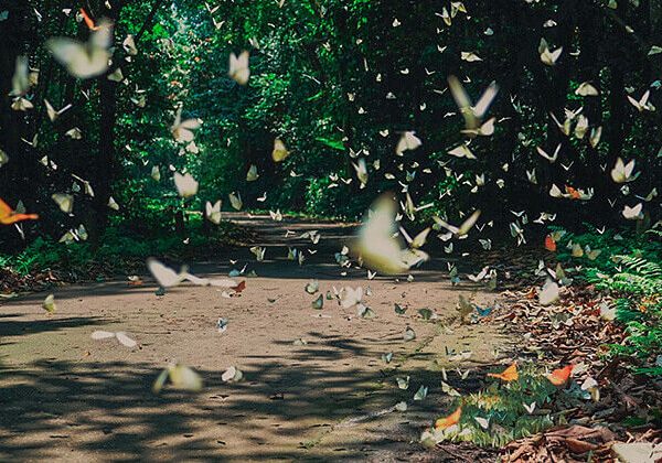 Beautiful Cuc Phuong National Park - Hanoi Local Tours