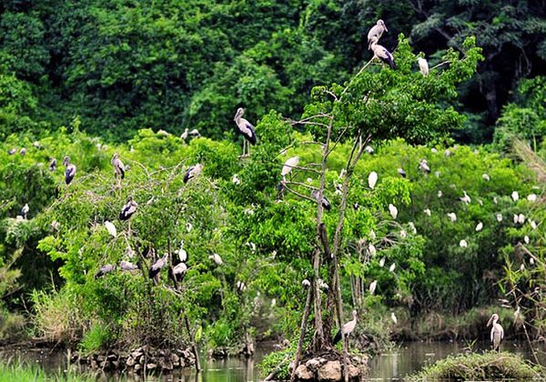 Bird Watching in Cuc Phuong