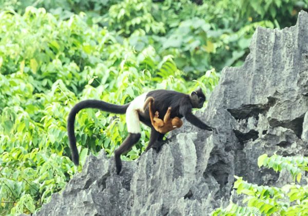 Animal in Cuc Phuong National Park