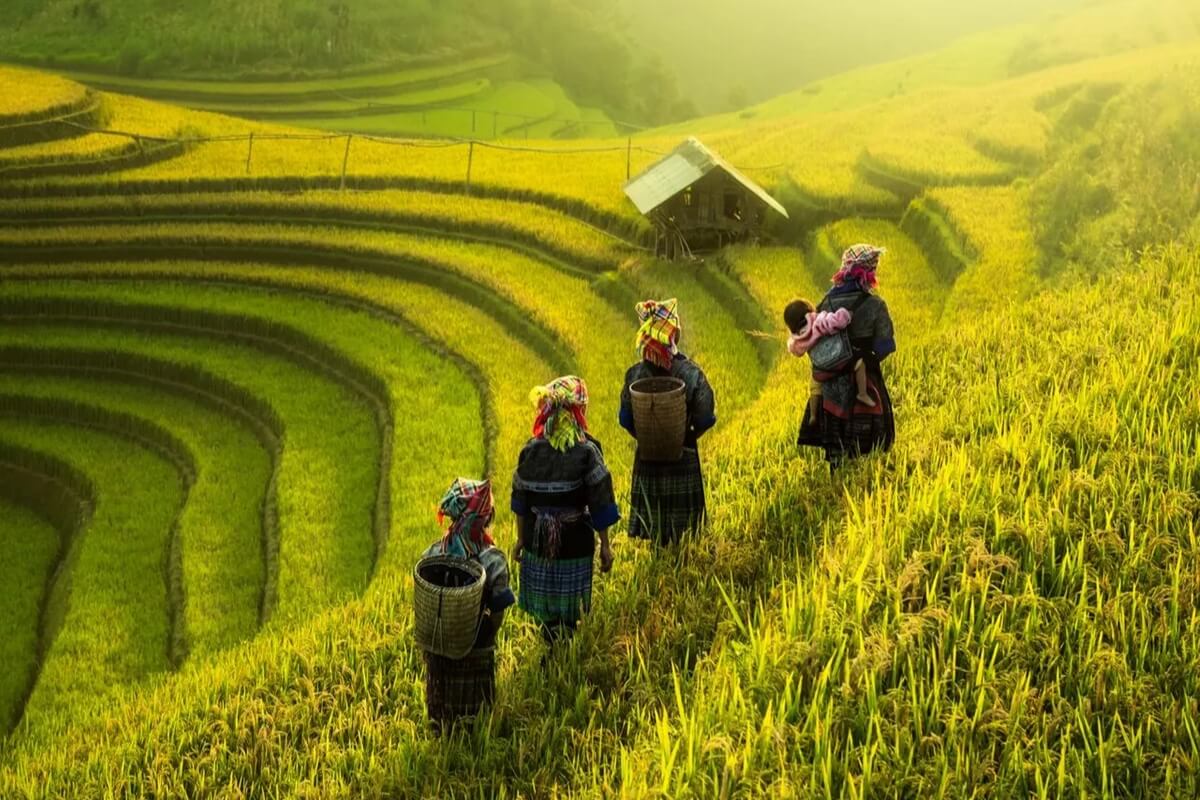 Explore the Rice Terraces in Ta Phin Village