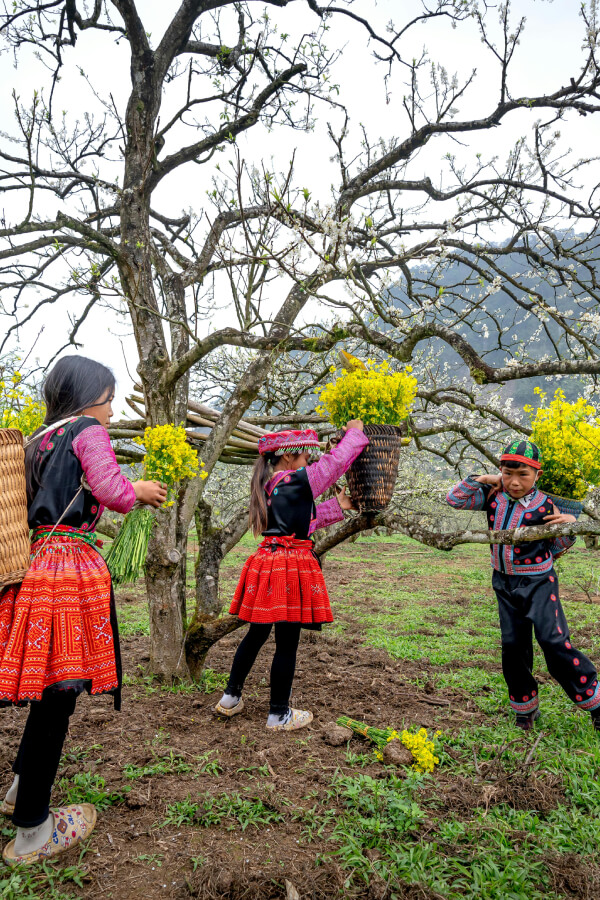 Explore the dreamy spring blossom destinations in North Vietnam Tours