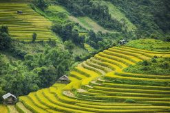 Bac Ha Market in Sapa Tour