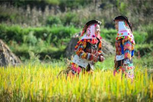 Lo Lo Chai Village Vietnam Named Among World’s Best Tourism Village in 2025