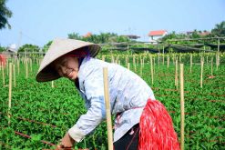 Local Flower Farm in Dong Ngac
