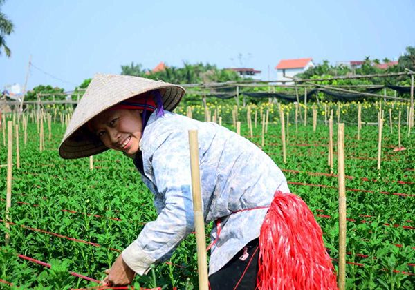 Local Flower Farm in Dong Ngac Hanoi tour packages