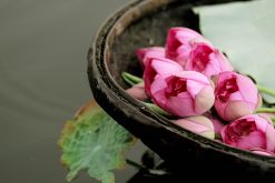 Lotus Flowers in West Lake