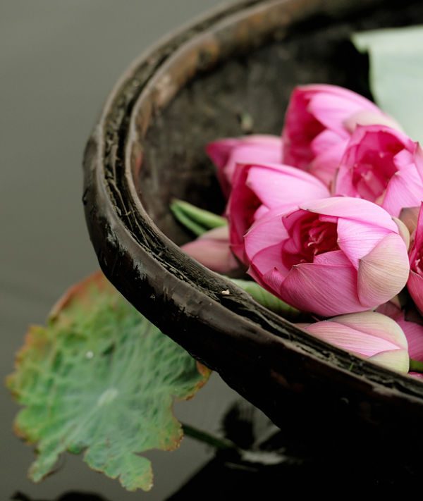 Lotus Flowers in West Lake tours by local Hanoi