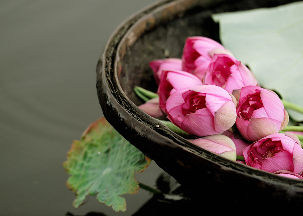 Lotus Flowers in West Lake tours by local Hanoi