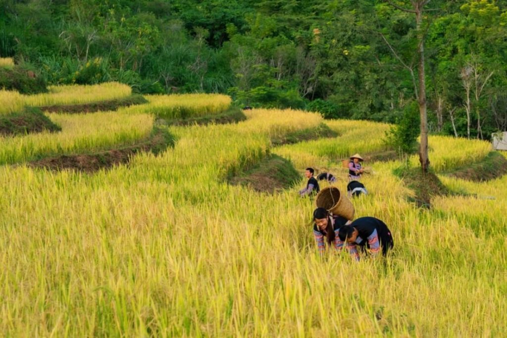 Mai Chau Vietnam Travel Guide - Best Things to Do & Time to Visit