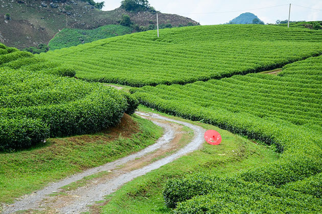Moc Chau Plateau Hanoi 4 Day tour Itinerary