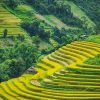 Mu Cang Chai Hanoi Sapa Tour