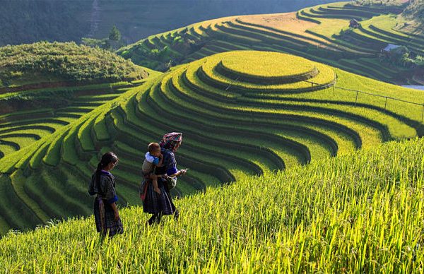 Mu Cang Chai - Hanoi local tours
