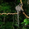 Pu Mat NAtional Park Tour in Vietnam