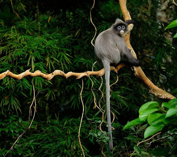 Pu Mat NAtional Park Tour in Vietnam