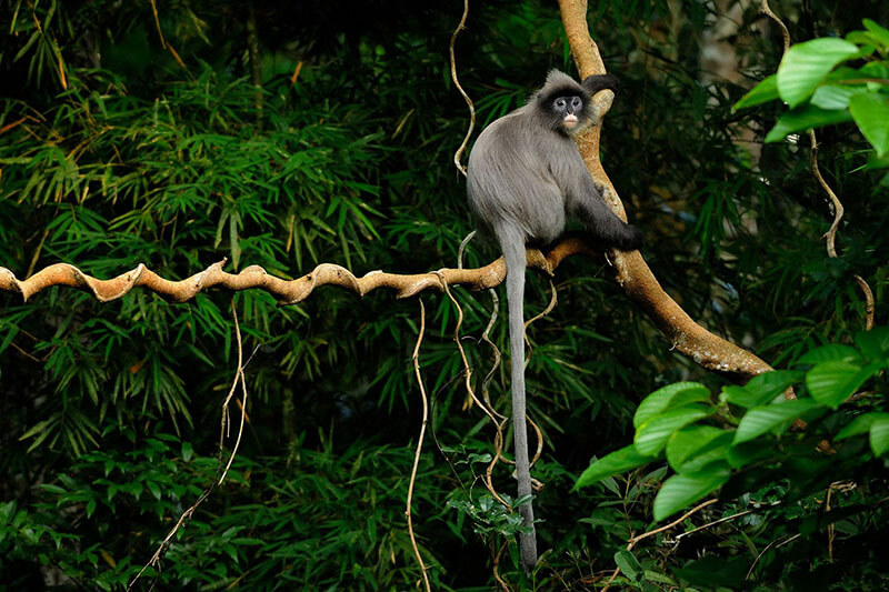 Pu Mat NAtional Park Tour in Vietnam