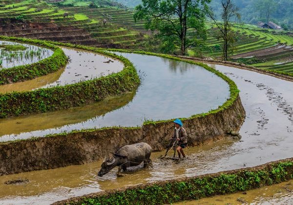 Sapa – Can Cau Market Tour
