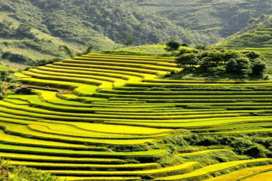 Spectacular terraced rice fields in Sapa on day trip to Sapa from Hanoi