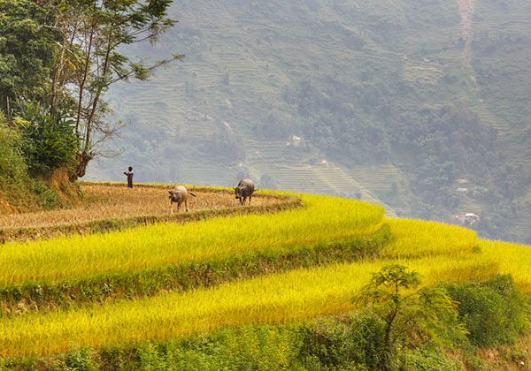 Stunning Hoang Su Phi - Hanoi tour packages