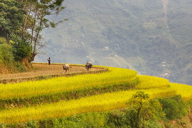 Stunning Hoang Su Phi - Hanoi tour packages