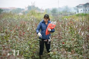 Tay Tuu Flower Village