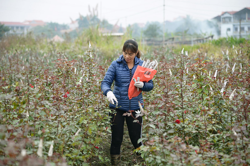 Tay Tuu Flower Village