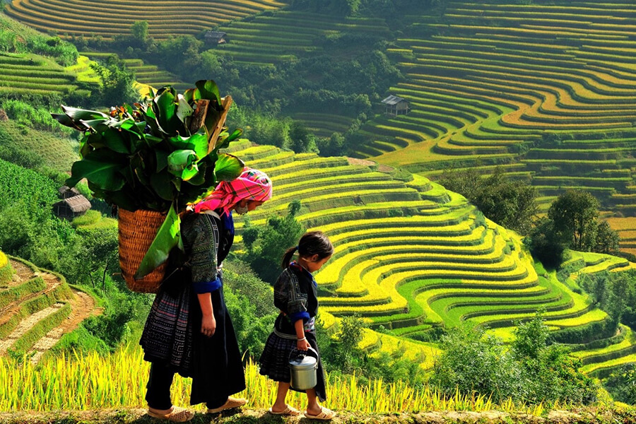 The most beautiful routes for admiring Sapa's terraced fields