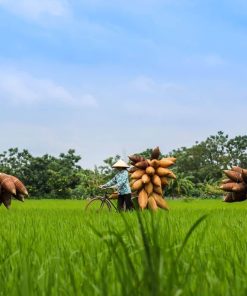 Thu Sy Fish Trap Village - Hanoi Group Tours