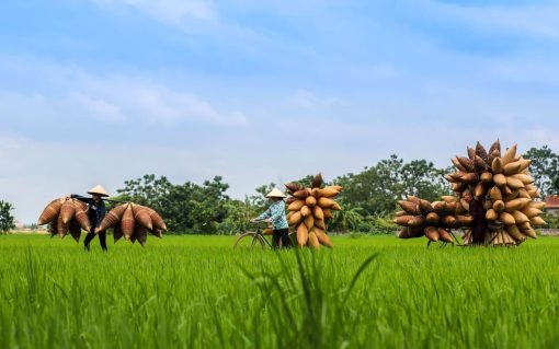 Thu Sy Fish Trap Village - Hanoi Group Tours