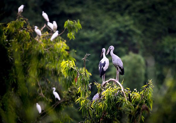 Thung Nham Bird Park - Hanoi Local Tours