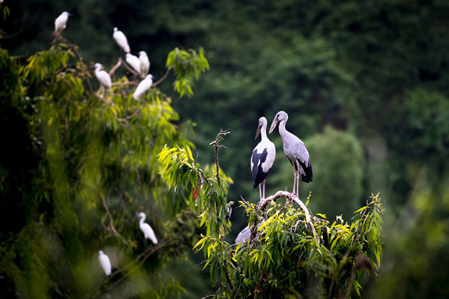 Thung Nham Bird Park - Hanoi Local Tours