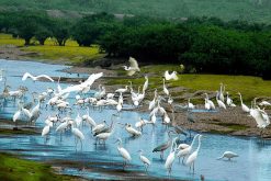 Bird Watching in Thung Nham