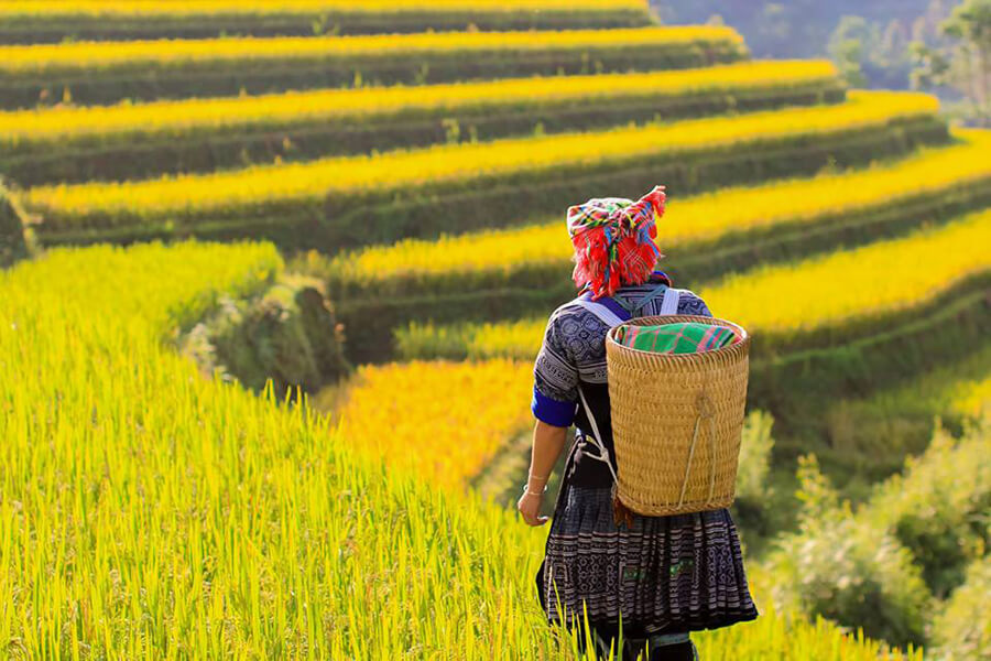 Top 5 places to view the most beautiful terraced rice fields in the North Vietnam