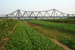 Vegetable Farm Long Bien