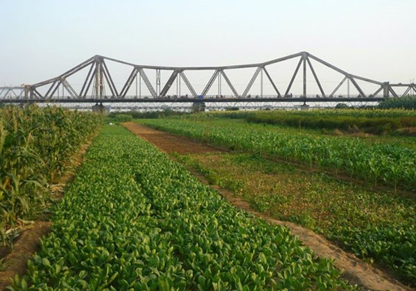 Vegetable Farm Long Bien