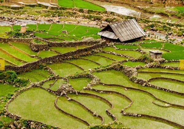 Visit Sapa form Hanoi local tours