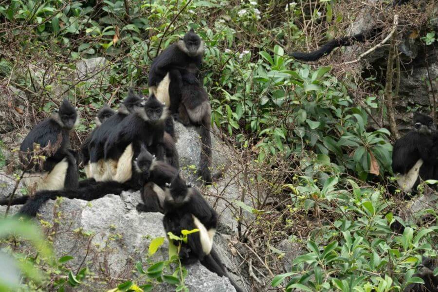 Wildlife at Van Long Nature Reserve