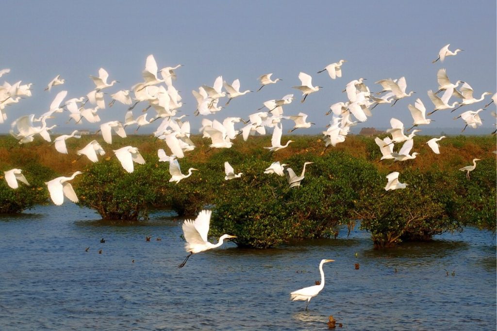 Xuan Thuy National Park in Exotic Nam Dinh 2 Days 1 Night - Hanoi Day Tours