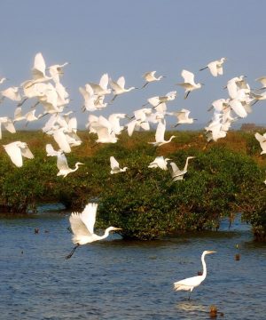 Xuan Thuy National Park in Exotic Nam Dinh 2 Days 1 Night - Hanoi Day Tours
