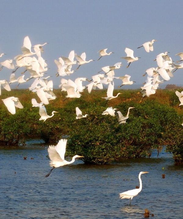 Xuan Thuy National Park in Exotic Nam Dinh 2 Days 1 Night - Hanoi Day Tours