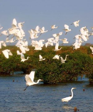 Xuan Thuy National Park Nam Dinh - Exclusive Vietnam Discovery Tour in 5 Days