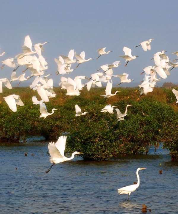 Xuan Thuy National Park Nam Dinh - Exclusive Vietnam Discovery Tour in 5 Days