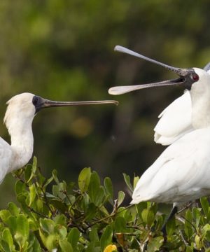 Xuan Thuy National Park in Nam Dinh Tours From Hanoi