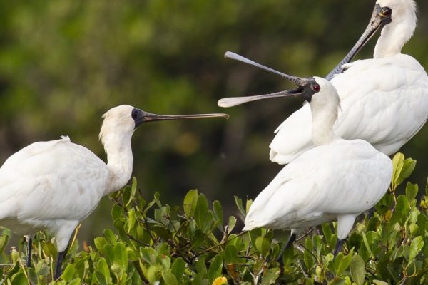 Xuan Thuy National Park in Nam Dinh Tours From Hanoi
