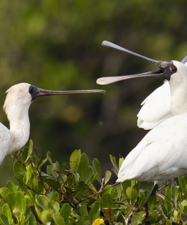 Xuan Thuy National Park in Nam Dinh Tours From Hanoi