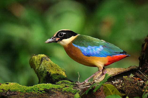 Bird watching at Cuc Phuong National Park