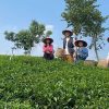 experience pick tea leaves in Ba Vi Eco Retreat Tour