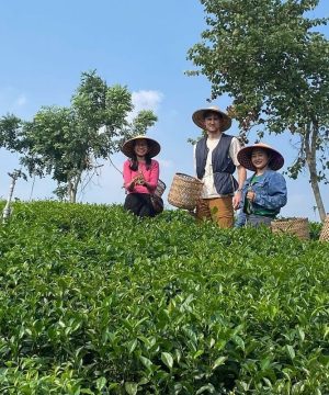 experience pick tea leaves in Ba Vi Eco Retreat Tour