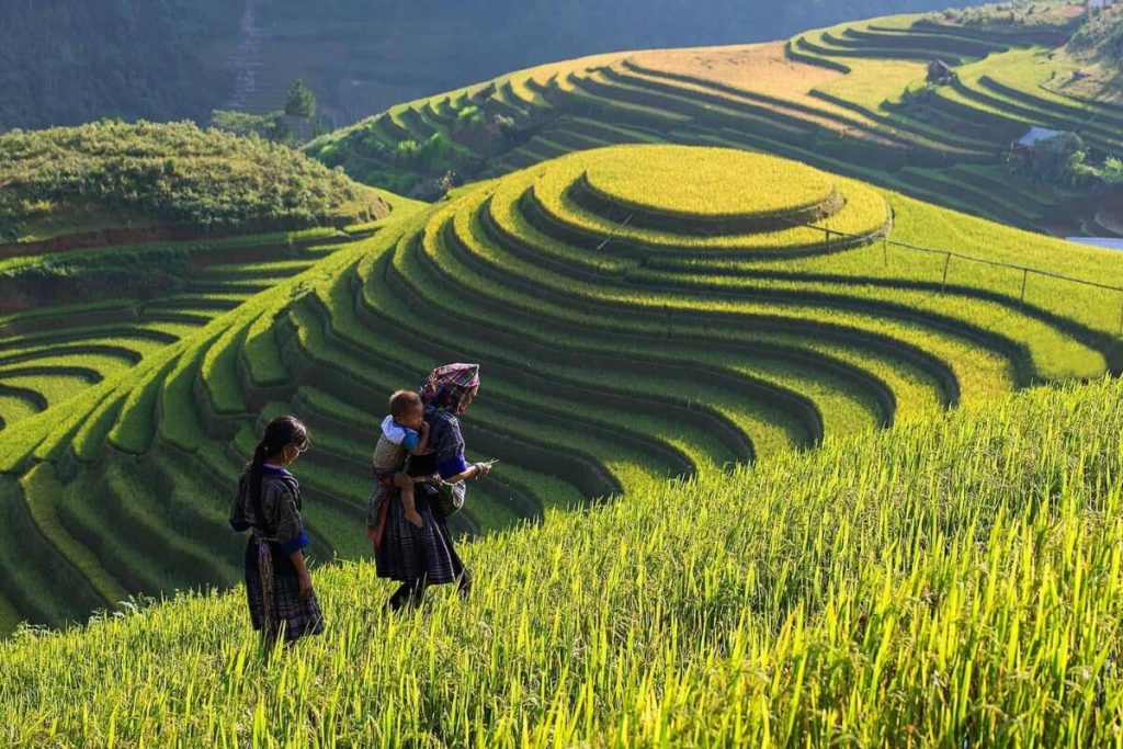 marvel at the traditional houses and terraced rice fields in lao chai village