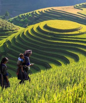 marvel at the traditional houses and terraced rice fields in lao chai village